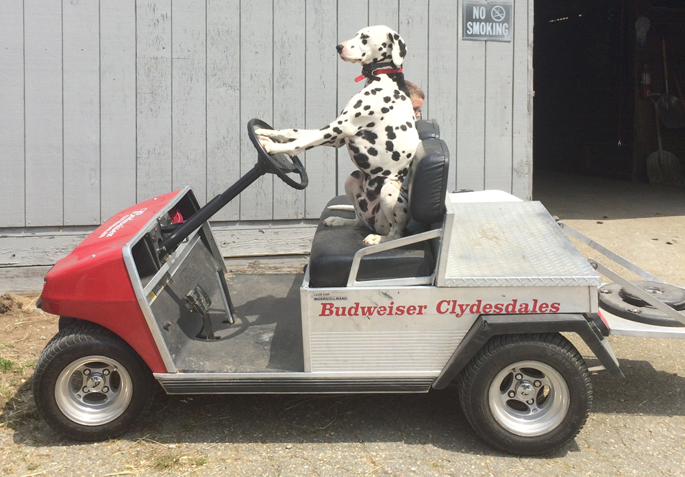 dalmatian
