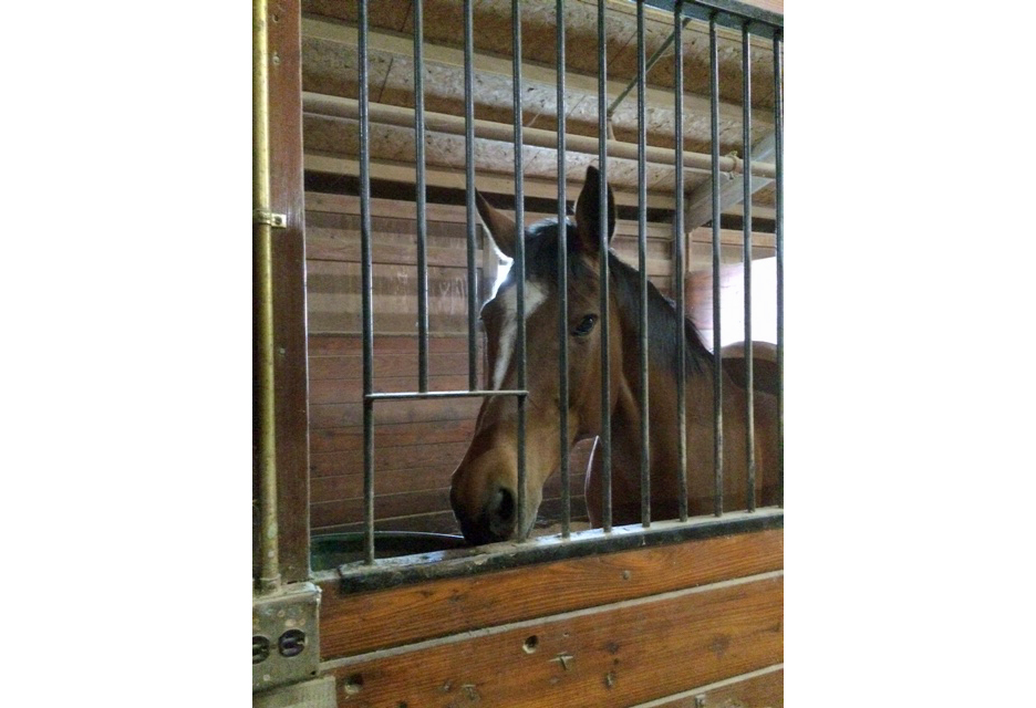 horse in stall 