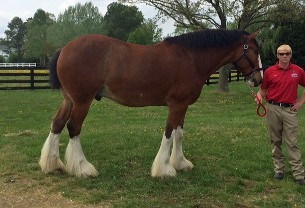 horse outside 