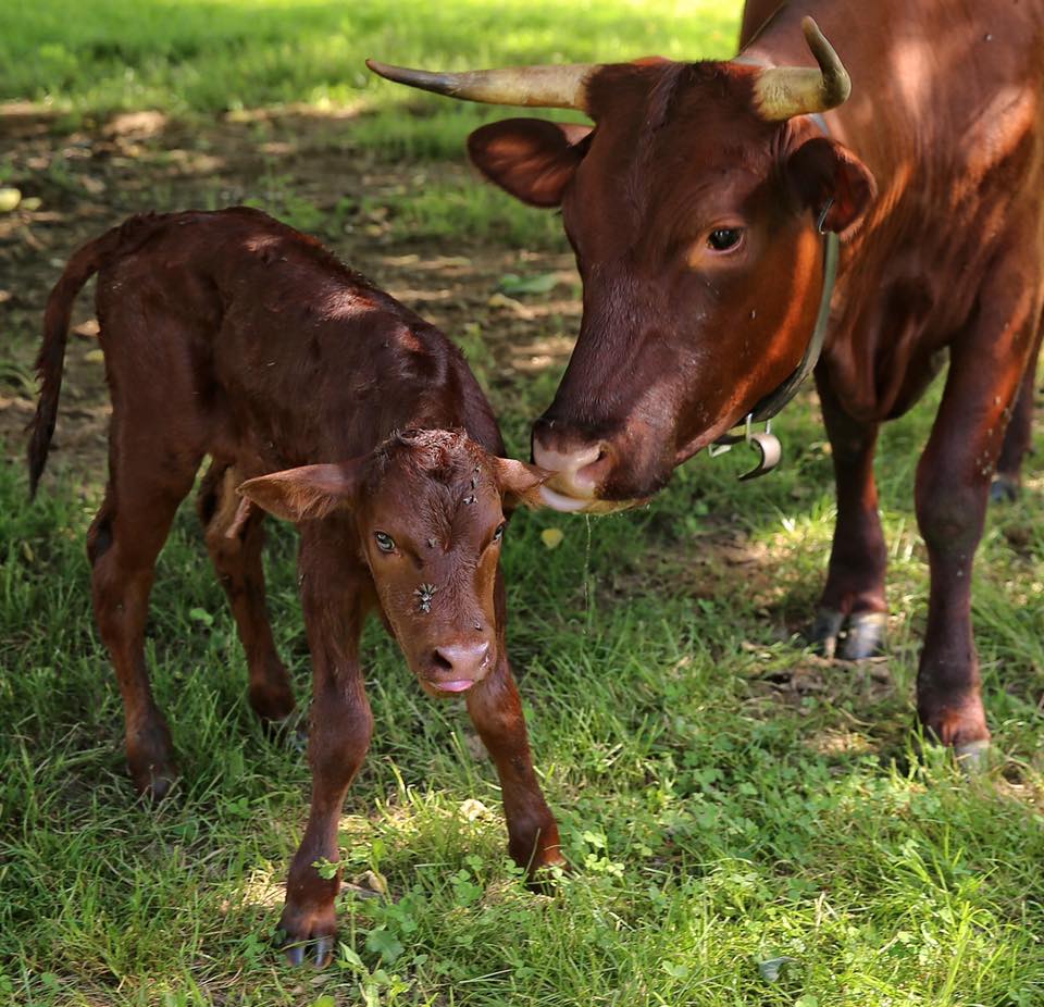 calf 1