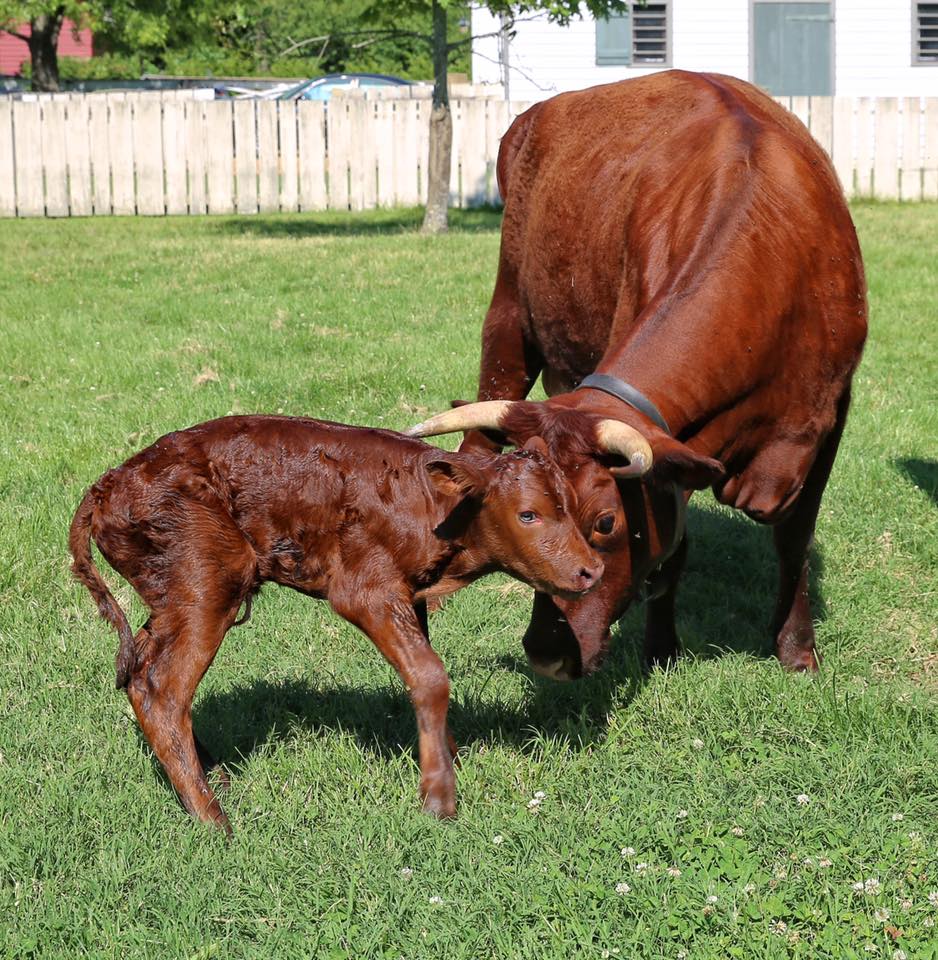 calf 2