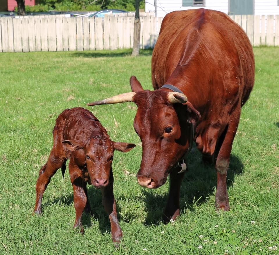 calf 3