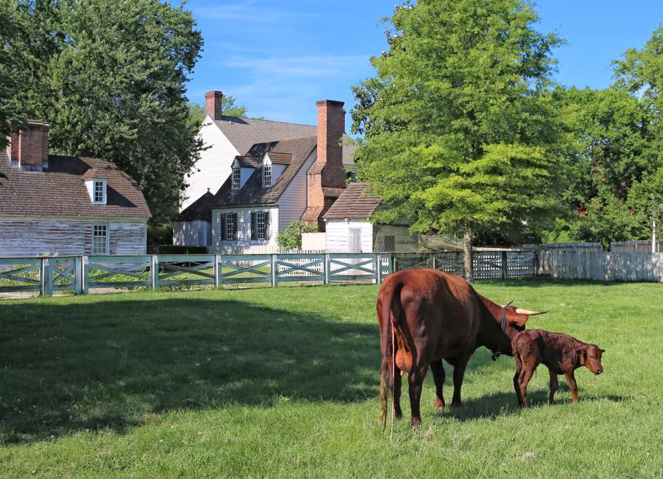 calf 4