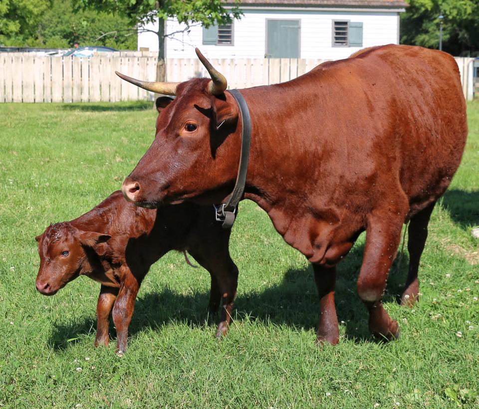 calf 5