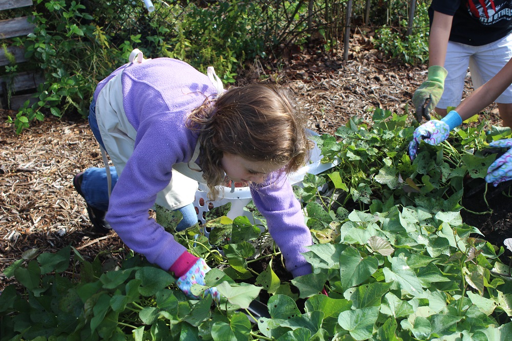 Farm to School Blayton Student Garden 